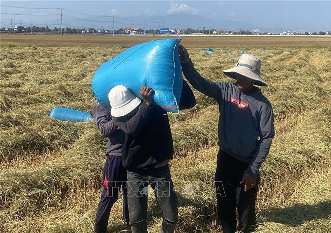 Thương lái thu mua lúa tại ruộng. Ảnh: Công Thử - TTXVN