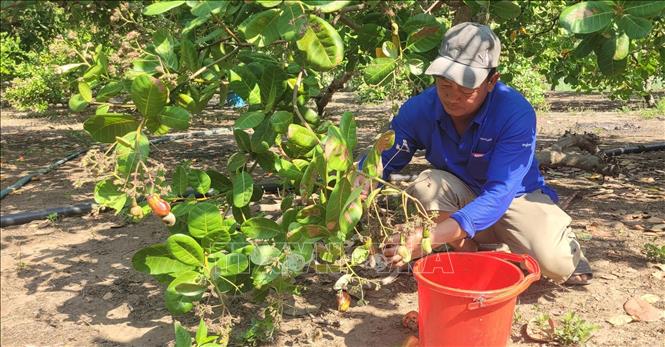 Anh Hoàng Văn Khuyên, xã Tân Lâm (Xuyên Mộc, Bà Rịa-Vũng Tàu) thu hoạch điều. Ảnh: Hoàng Nhị - TTXVN