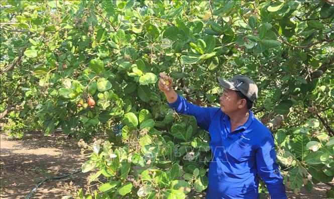 Vườn điều của gia đình anh Hoàng Văn Khuyên tại xã Tân Lâm (Xuyên Mộc, Bà Rịa-Vũng Tàu) chỉ lác đác vài trái. Ảnh: Hoàng Nhị - TTXVN