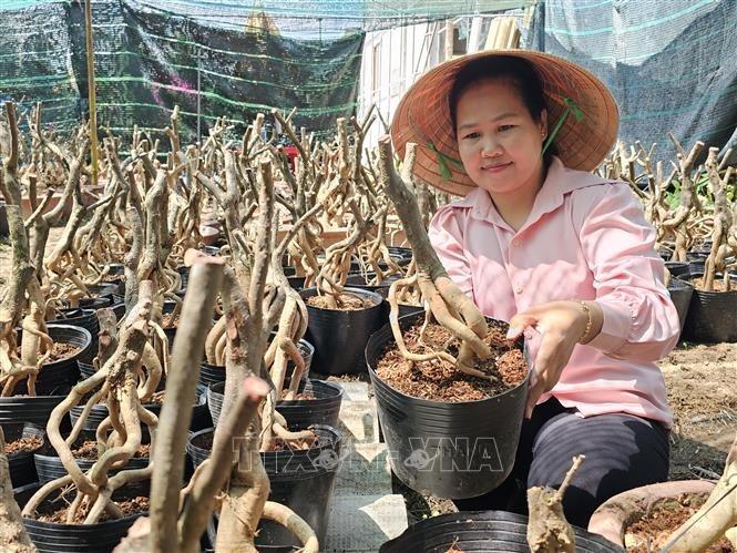 Chị Trần Thị Trúc Phương lựa chọn các gốc ghép hoa giấy. Ảnh: Chương Đài - TTXVN