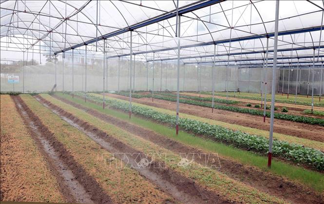 Được hỗ trợ 40% vốn, gia đình chị Nguyễn Thị Hiệp thành viên HTX Bình Minh ở xã Nhã Lộng, huyện Phú Bình đầu tư làm nhà lưới trồng rau hữu cơ với hệ thống tưới tự động. Ảnh: Trần Việt - TTXVN