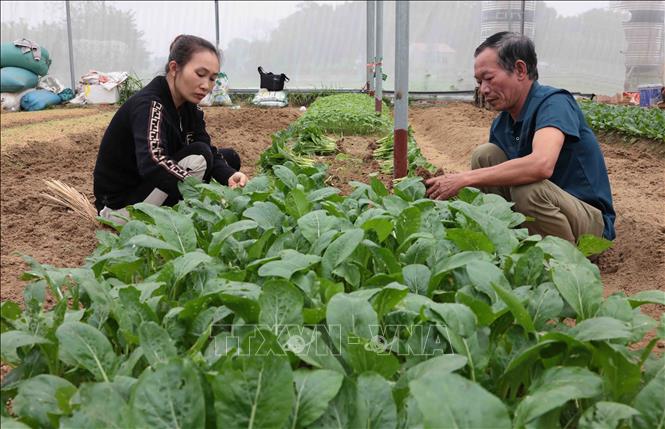 Được hỗ trợ 40% vốn, gia đình chị Nguyễn Thị Hiệp thành viên HTX Bình Minh ở xã Nhã Lộng, huyện Phú Bình đầu tư làm nhà lưới trồng rau hữu cơ cho hiệu quả kinh tế cao. Ảnh: Trần Việt - TTXVN