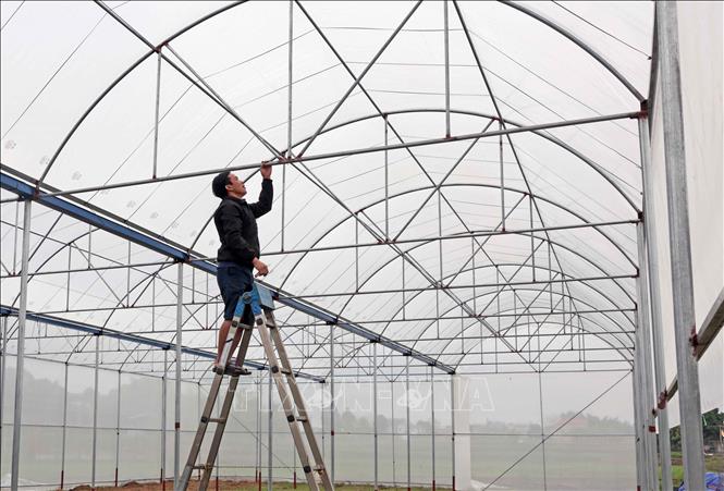 Được hỗ trợ 40% vốn, gia đình chị Nguyễn Thị Hiệp thành viên HTX Bình Minh ở xã Nhã Lộng, huyện Phú Bình đầu tư làm nhà lưới trồng rau hữu cơ cho hiệu quả kinh tế cao. Ảnh: Trần Việt - TTXVN