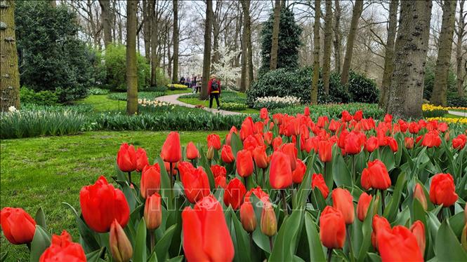 Hoa tulip khoe sắc rực rỡ tại vườn Keukenhof ở Lisse, Hà Lan, ngày 21/3/2024. Ảnh: THX/TTXVN
