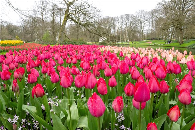 Hoa tulip khoe sắc rực rỡ trong vườn Keukenhof ở Lisse, Hà Lan, ngày 21/3/2024. Ảnh: AFP/TTXVN