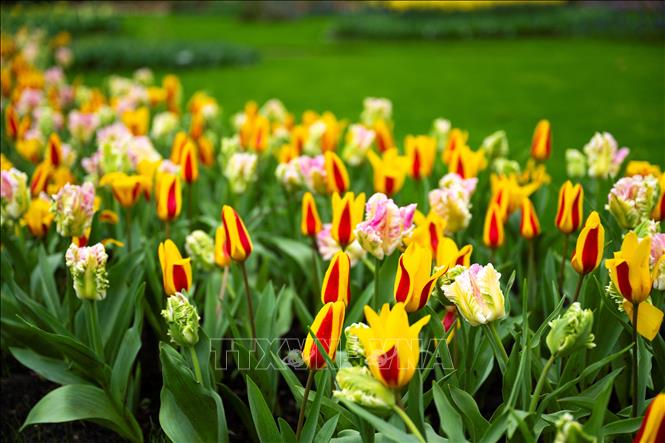 Hoa tulip khoe sắc rực rỡ trong vườn Keukenhof ở Lisse, Hà Lan, ngày 21/3/2024. Ảnh: AFP/TTXVN