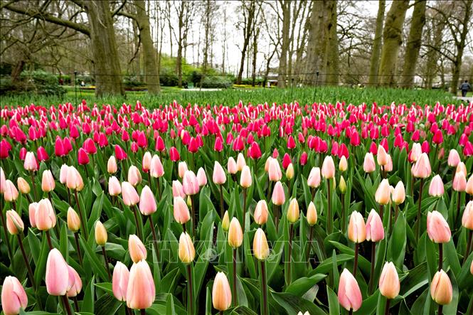 Hoa tulip khoe sắc rực rỡ tại vườn Keukenhof ở Lisse, Hà Lan, ngày 21/3/2024. Ảnh: AFP/TTXVN