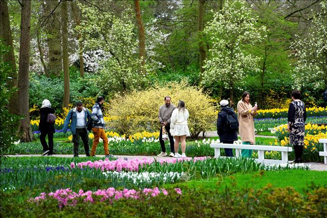 Du khách tham quan vườn hoa Keukenhof ở Lisse, Hà Lan, ngày 21/3/2024. Ảnh: AFP/TTXVN