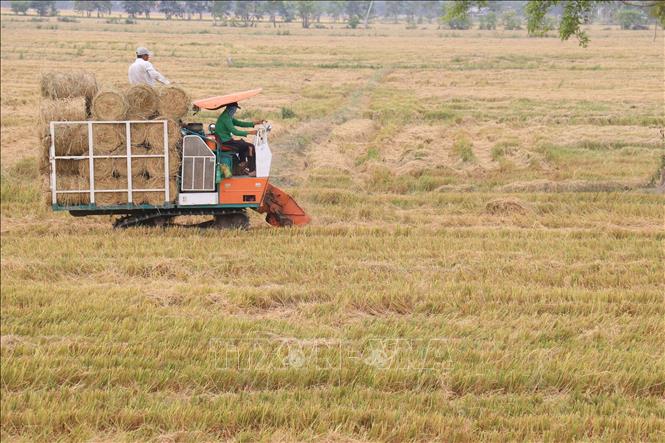 Thu hoạch rơm tươi ở cánh đồng xã Tân Phú, huyện Thanh Bình (Đồng Tháp). Ảnh : Nguyễn Văn Trí – TTXVN