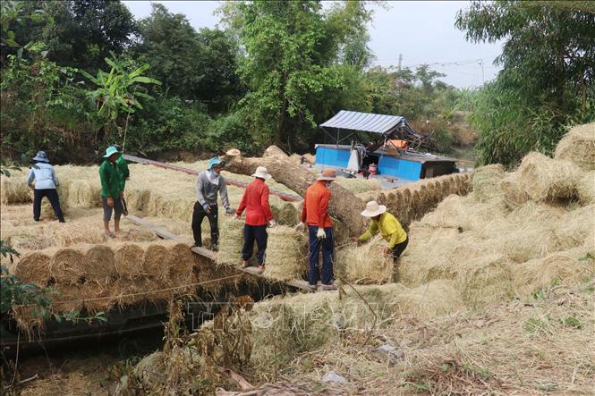 Thu hoạch rơm tươi ở xã Tân Mỹ, huyện Thanh Bình (Đồng Tháp). Ảnh: Nguyễn Văn Trí – TTXVN
