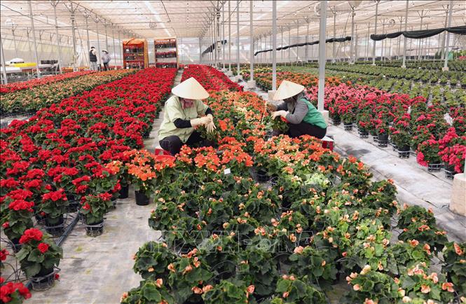 Công ty TNHH Dalat Hasfarm ở thành phố Đà Lạt (Lâm Đồng) mỗi năm cung cấp cho thị trường trong nước và xuất khẩu 350 - 380 triệu sản phẩm, doanh thu hơn 2.650 tỷ đồng. Ảnh: Vũ Sinh - TTXVN