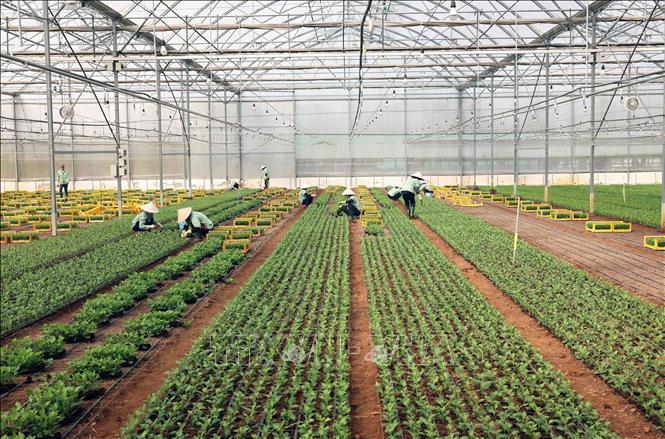 Công ty TNHH Dalat Hasfarm ở thành phố Đà Lạt (Lâm Đồng) là doanh nghiệp lớn nhất Việt Nam và Đông Nam Á về trồng và xuất khẩu hoa tươi cắt cành các loại, tạo việc làm cho 3.500 lao động. Ảnh: Vũ Sinh -  TTXVN 