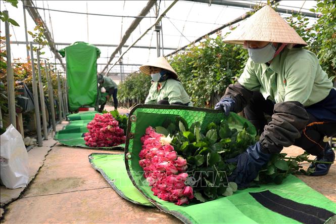 Công ty TNHH Dalat Hasfarm ở thành phố Đà Lạt (Lâm Đồng) là doanh nghiệp lớn nhất Việt Nam và Đông Nam Á về trồng và xuất khẩu hoa tươi cắt cành các loại, cung cấp cho thị trường trong nước và xuất khẩu sang Nhật Bản, Thái Lan, Hà Lan, Đan Mạch…Ảnh: Vũ Sinh -  TTXVN 