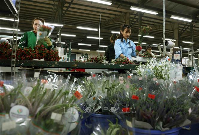 Công ty TNHH Dalat Hasfarm ở thành phố Đà Lạt (Lâm Đồng) mỗi năm cung cấp cho thị trường trong nước và xuất khẩu 350 - 380 triệu sản phẩm, đạt doanh thu hơn 2.650 tỷ đồng. Ảnh: Vũ Sinh - TTXVN