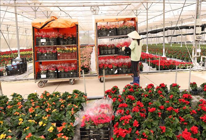 A flower-growing greenhouse of Dalat Hasfarm. VNA Photo: Vũ Sinh