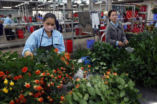 Dalat Hasfarm creates 3,500 stable jobs for locals, with each staff earning 8.5 million VND (343 USD) per month. VNA Photo: Vũ Sinh
