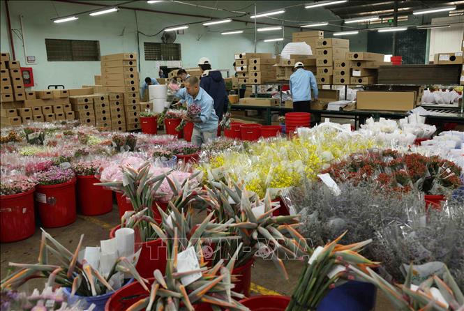 Workers package flowers for domestic and export markets. VNA Photo: Vũ Sinh