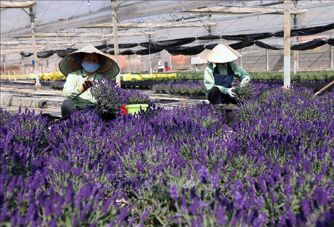 Workers take care of lavender pots at one of Dalat Hasfarm's greenhouse. VNA Photo: Vũ Sinh