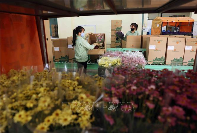 Workers package flowers for domestic and export markets. VNA Photo: Vũ Sinh