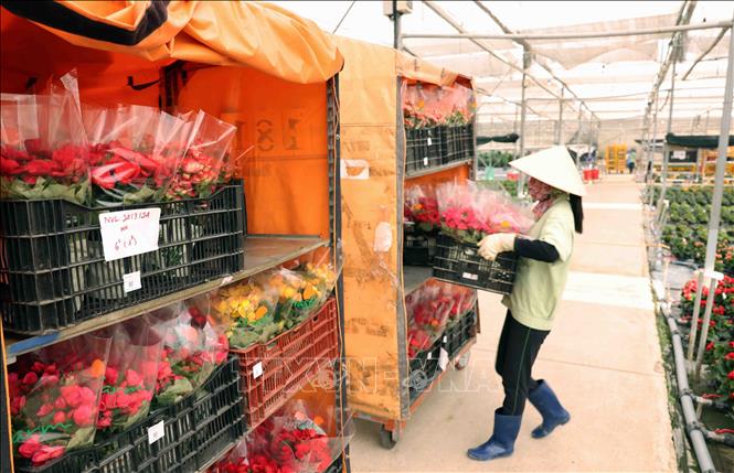 Workers harvest flowers at a greenhouse of Dalat Hasfarm. VNA Photo: Vũ Sinh