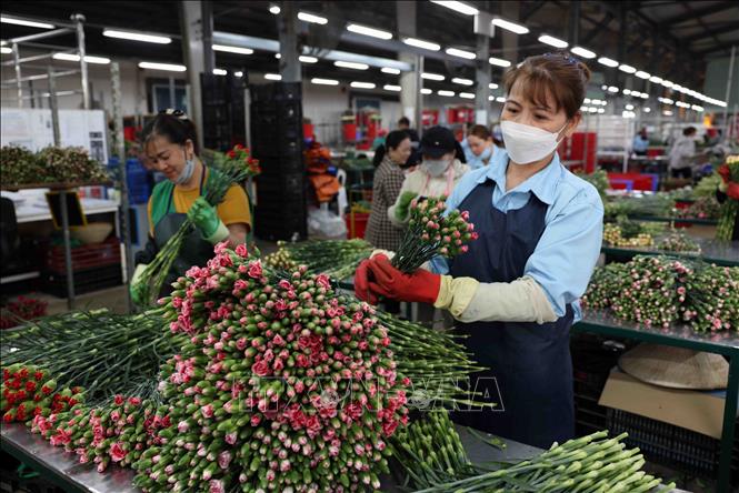 Dalat Hasfarm creates 3,500 stable jobs, with each staff earning 8.5 million VND (343 USD) per month. VNA Photo: Vũ Sinh