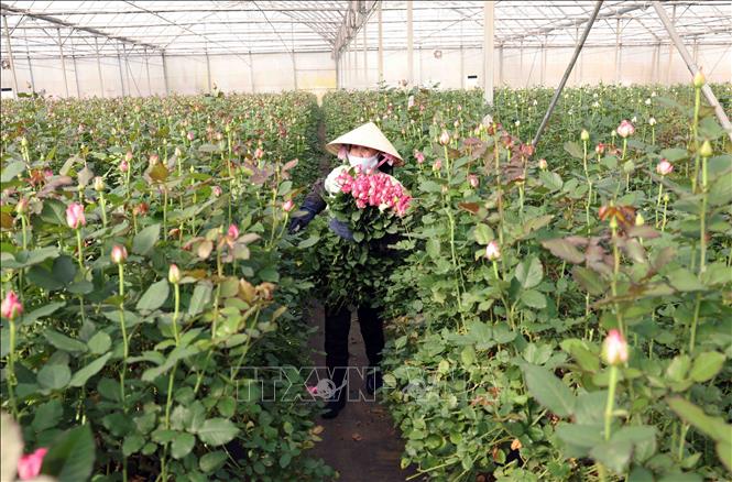 A worker harvests roses in Dalat Hasfarm's greenhouse. VNA Photo: Vũ Sinh