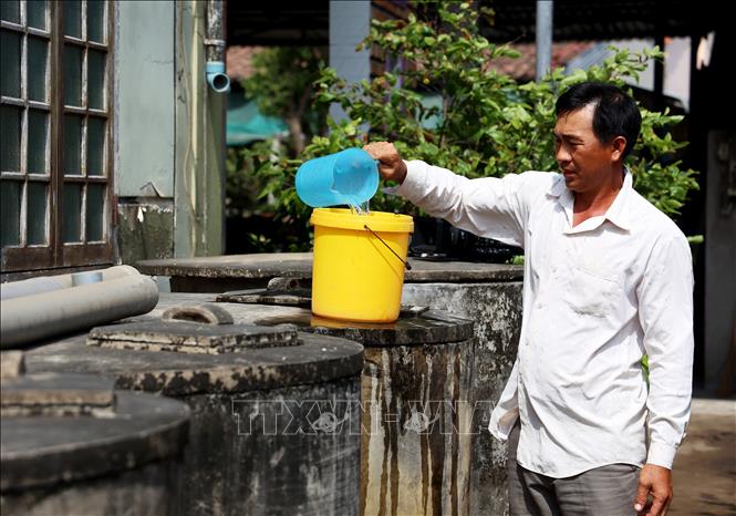 Ông Võ Thanh Tuấn (ấp Phú Thạnh, xã Phú Lễ, huyện Ba Tri) làm kinh tế tuần hoàn: nấu rượu, nuôi bò, ủ phân,… tích trữ nước từ đầu mùa khô, ứng phó với hạn, mặn. Ảnh: Hồng Đạt - TTXVN

