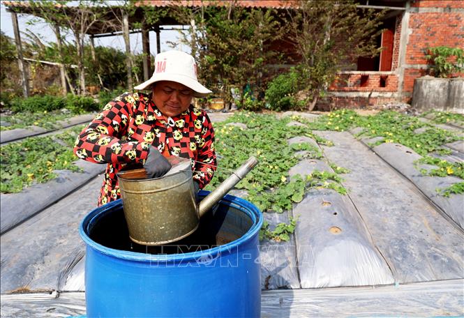 Bà Nguyễn Thị Bé Thơ (ấp Thạnh Hải, xã Bảo Thuận, huyện Ba Tri) lấy nước tưới từ thùng nước trữ sẵn trên cánh đồng hoa màu. Ảnh: Hồng Đạt - TTXVN
