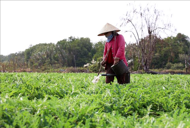 Người dân vùng ven biển tỉnh Bến Tre tưới nước cho hoa màu trong mùa hạn, mặn. Ảnh: Hồng Đạt - TTXVN
