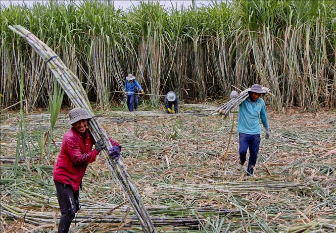Thu hoạch mía chục tại xã Tân Tiến, thành phố Vị Thanh. Ảnh: Duy Khương – TTXVN