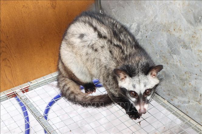 Nuôi chồn hương - hướng phát triển kinh tế mới của nông dân Hà Tĩnh ...