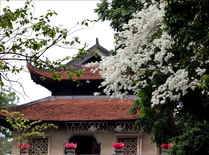 Bắc Môn trầm mặc trong sắc trắng hoa sưa trên đường Phan Đình Phùng. Ảnh: Nhật Anh - TTXVN