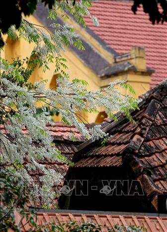 Không nồng nàn như hoa sữa, hoa sưa quyến rũ với vẻ đẹp riêng và mùi thơm nhẹ nhàng. Ảnh: Nhật Anh - TTXVN
