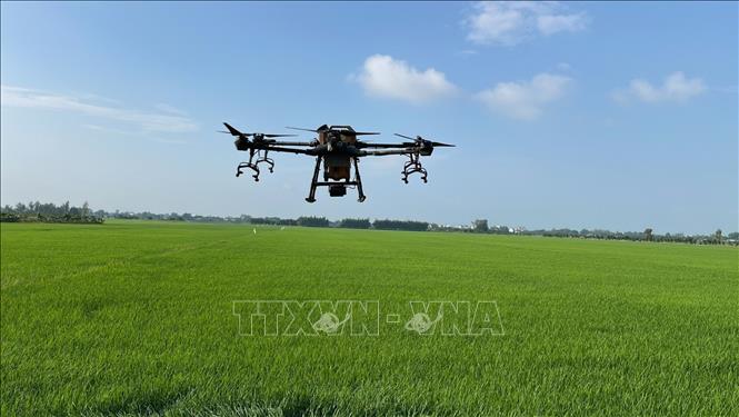Phun thuốc bảo vệ thực vật bằng máy bay nông nghiệp trên cánh đồng lúa huyện Tân Hưng. Ảnh: TTXVN phát