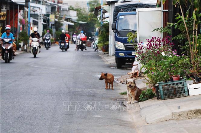 Đàn chó thả rông trên đường Lâm Thành Mậu, phường 4, thành phố Cà Mau, tỉnh Cà Mau vào sáng 27/3. Ảnh: Kim Há-TTXVN