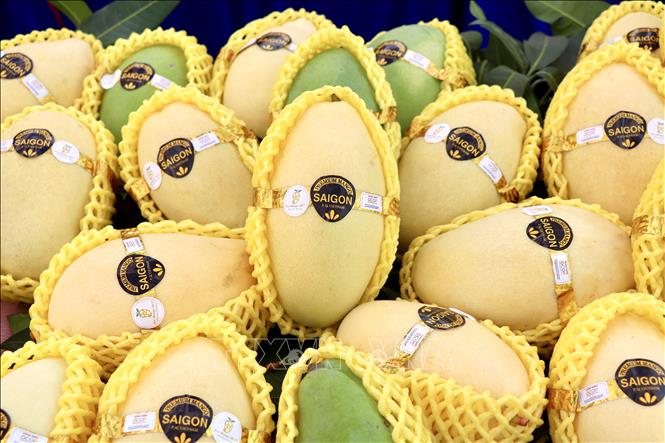 Xoài keo “đặc sản” của huyện An Phú (An Giang) lần đầu xuất đi Hàn Quốc. Ảnh: Thanh Sang - TTXVN