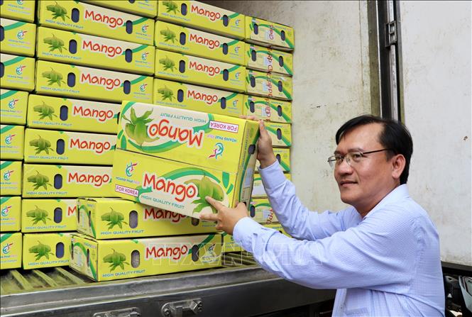 Ông Trang Công Cường, Chủ tịch UBND huyện An Phú (An Giang) đưa thùng xoài lên xe xuất đi Hàn Quốc. Ảnh: Thanh Sang - TTXVN