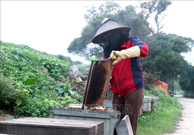 Đây là thời điểm người dân bắt đầu thu hoạch mật ong hoa nhãn. Ảnh: Đinh Văn Nhiều-TTXVN