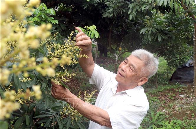 Hoa nhãn mọc thành chùm, cánh hoa nhỏ li ti, mỏng manh, chi chít trên cây, hứa hẹn vụ nhãn bội thu. Ảnh: Đinh Văn Nhiều-TTXVN