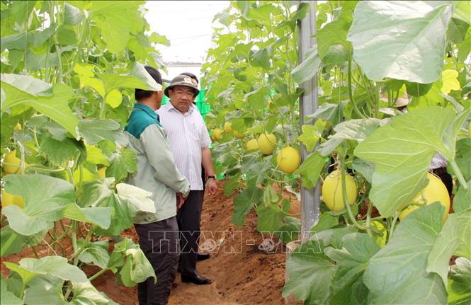 Phó Chủ tịch UBND tỉnh Ninh Thuận Trịnh Minh Hoàng kiểm tra mô hình trồng dưa lưới trong nhà màng của Công ty TNHH Seagull ADC Ninh Thuận, ở xã Phước Dinh (huyện Thuận Nam) 
Ảnh: Công Thử - TTXVN