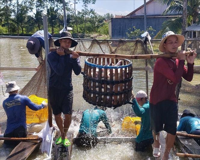Người dân thu hoạch cá tra nuôi ở quận Ô Môn (Cần Thơ). Ảnh: Thu Hiền - TTXVN