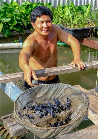 Ông Lý Văn Bon (phường Bùi Hữu Nghĩa, quận Bình Thủy, thành phố Cần Thơ) thành công nuôi giống cá chốt chuột, loại cá quý hiếm ở miền Tây. Ảnh: Thanh Liêm – TTXVN

