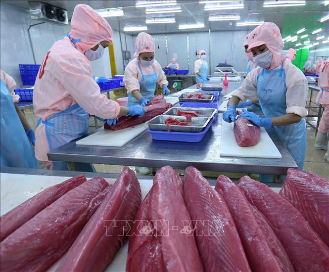 Chế biến sản phẩm cá ngừ đại dương đạt tiêu chuẩn của Liên minh châu Âu sang thị trường Mỹ và EU của Công ty Cổ phần Bá Hải. Ảnh: Vũ Sinh - TTXVN