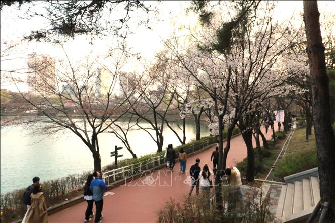 Du khách ngắm hoa anh đào bên hồ Seokchon, quận Songpa, Seoul (Hàn Quốc). Ảnh: Đức Thắng - P/v TTXVN tại Seoul 