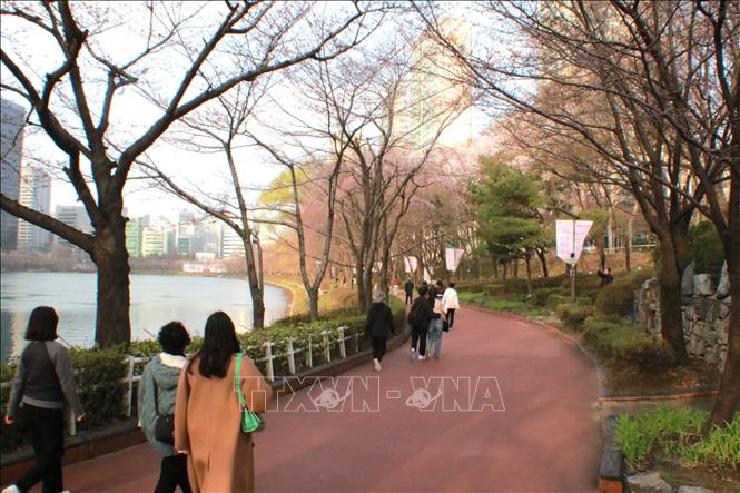 Du khách ngắm hoa anh đào bên hồ Seokchon, quận Songpa, Seoul (Hàn Quốc). Ảnh: Đức Thắng - P/v TTXVN tại Seoul 