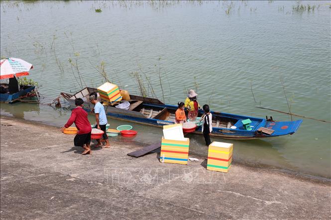 Các loại cá do ngư dân đánh bắt được thương lái thu mua tại hồ Dầu Tiếng. Ảnh: Minh Phú - TTXVN