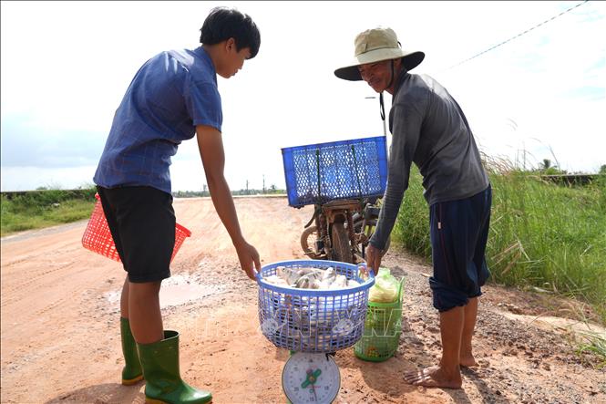 Do sản lượng giảm nên mỗi đợt đánh bắt ngư dân thu được số lượng cá không nhiều như trước đây. Ảnh: Minh Phú - TTXVN