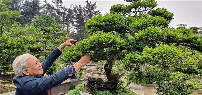 Người dân huyện Cô Tô chăm sóc cây tùng đen Cô Tô. Ảnh: Đức Hiếu, Hồng Quân - TTXVN