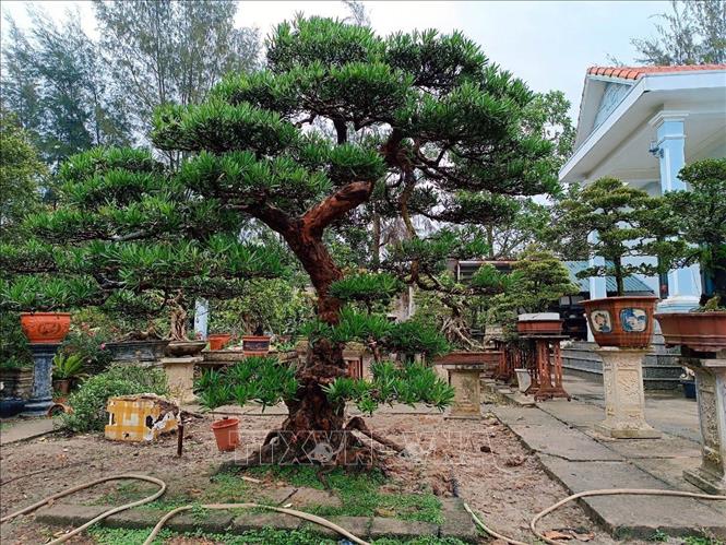 Cây tùng la hán trên đảo Cô Tô. Ảnh: Đức Hiếu, Hồng Quân - TTXVN