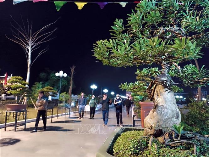 Một góc khu trưng bày cây tùng trên đảo Cô Tô. Ảnh: Đức Hiếu, Hồng Quân - TTXVN